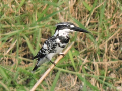 Ceryle rudis leucomelanurus