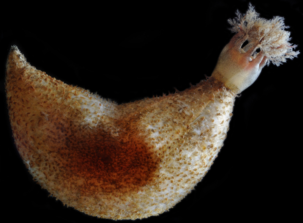 Hard-fingered Sea Cucumber