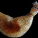 Hairy Sea Cucumber - Photo (c) Bernadette, some rights reserved (CC BY-NC), uploaded by Bernadette