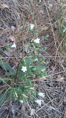 Campanula sibirica taurica