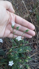 Campanula sibirica taurica