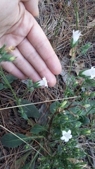 Campanula sibirica taurica