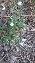 Campanula sibirica taurica
