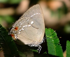 Strephonota cyllarissus