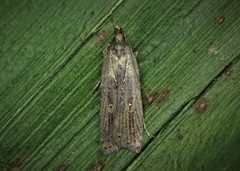 Helcystogramma triannulella