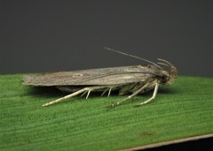 Helcystogramma triannulella