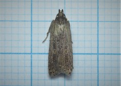 Helcystogramma triannulella