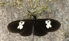Eueides heliconioides