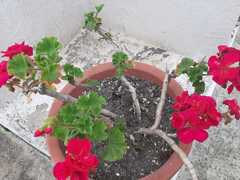 Pelargonium × hybridum