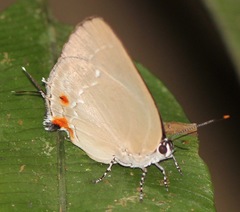 Strephonota cyllarissus