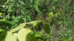 Triumfetta semitriloba