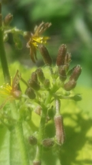 Triumfetta semitriloba