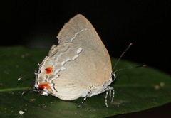 Strephonota cyllarissus