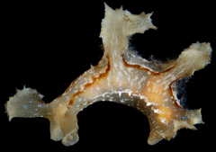 Scyllaea pelagica image
