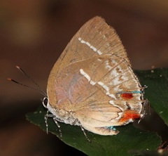 Strephonota strephon