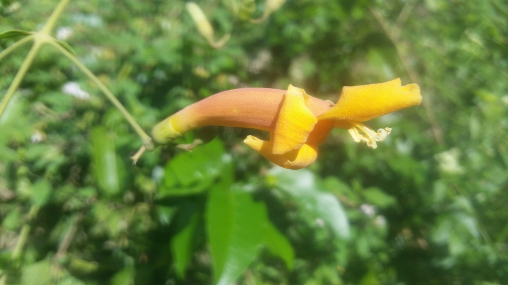 Amphilophium stamineum