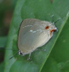 Strephonota cyllarissus