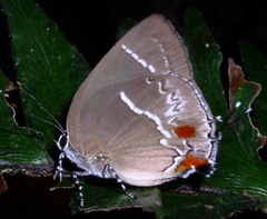 Strephonota strephon