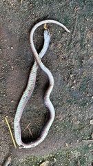 Natriciteres sylvatica