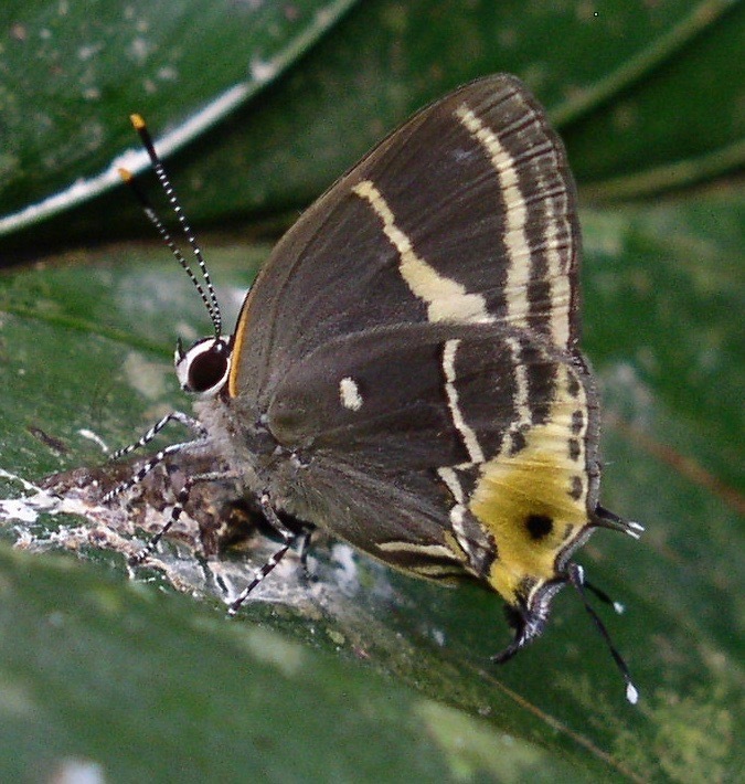 Terenthina