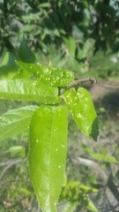 Aceria guazumae