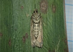 Helcystogramma triannulella