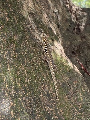Lygodactylus angularis