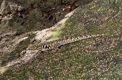Lygodactylus angularis