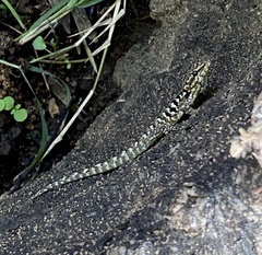 Lygodactylus angularis