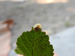 Cassida subreticulata