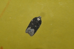 Acleris clarkei