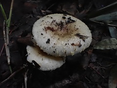 Russula insignis