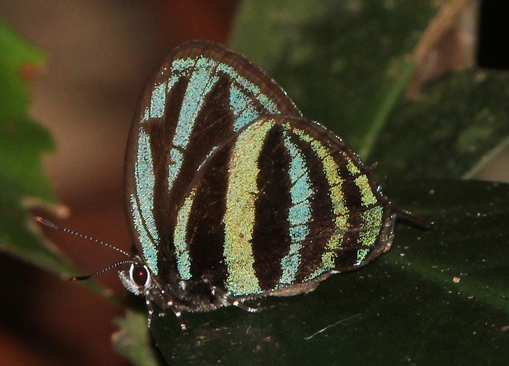 Thestius selina