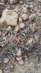 Hedysarum candidum