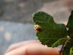 Cassida subreticulata