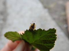 Cassida subreticulata