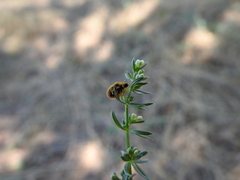 Cassida subreticulata