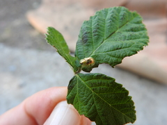 Cassida subreticulata