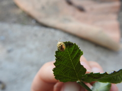 Cassida subreticulata