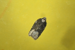 Acleris clarkei