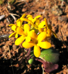 Manulea chrysantha