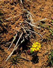 Manulea chrysantha