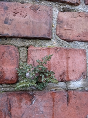 Asplenium ruta-muraria