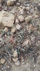 Hedysarum candidum