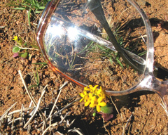 Manulea chrysantha
