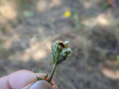 Cassida subreticulata