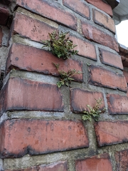 Asplenium ruta-muraria