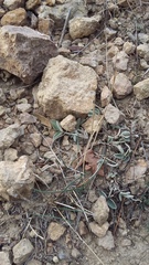 Hedysarum candidum