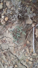 Hedysarum candidum