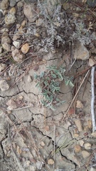 Hedysarum candidum